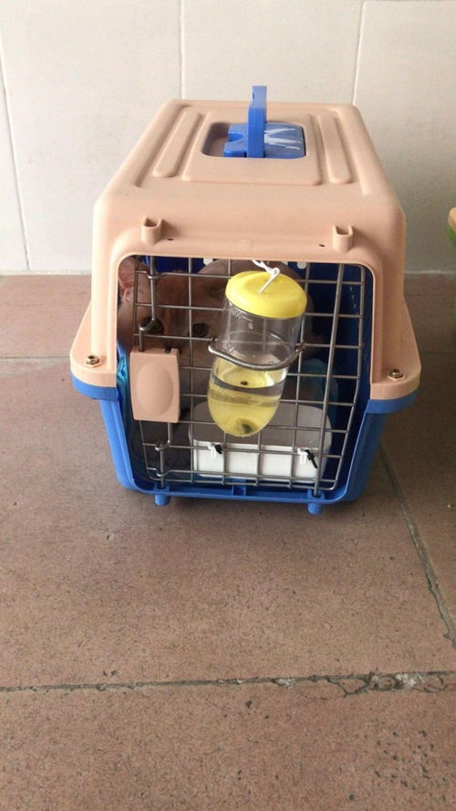 圖 仁和空運(yùn)汽運(yùn)火車專車安全保障 攀枝花寵物服務(wù) 攀枝花列表網(wǎng)